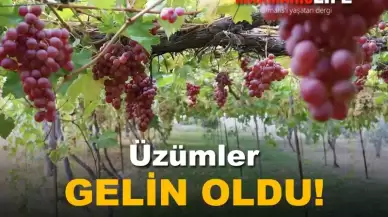 Üzümler Gelin Oldu!