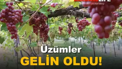 Üzümler Gelin Oldu!