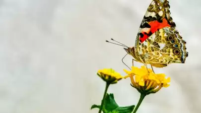 MARFOD’un Marmaris 2. Online Fotoğraf Yarışması “Makro Ve Kelebek”Sonuçlandı