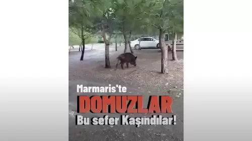 Domuzlar Bu Sefer Fena Kaşındı!