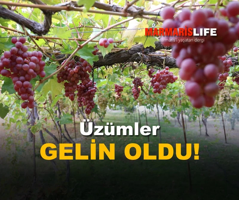 Üzümler Gelin Oldu!