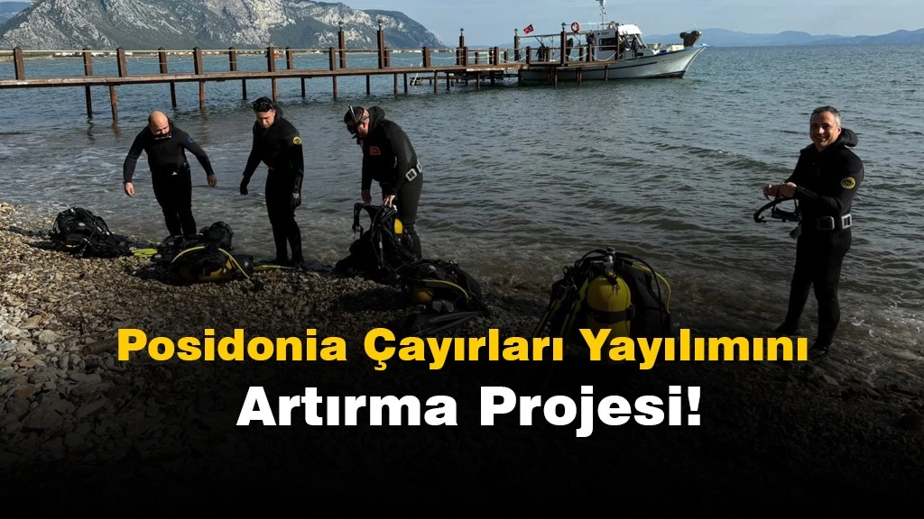 Posidonia Meadows Multiplication Project Started in Muğla